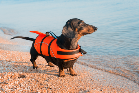 Dog in life jacket