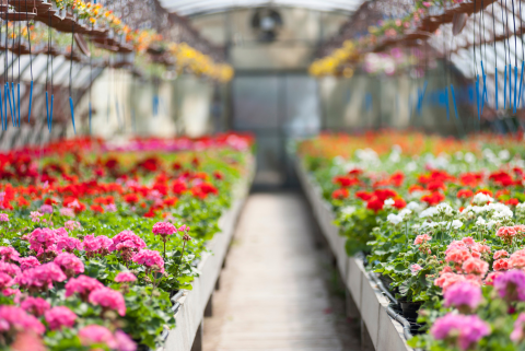 greenhouse