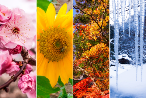 Four seasons